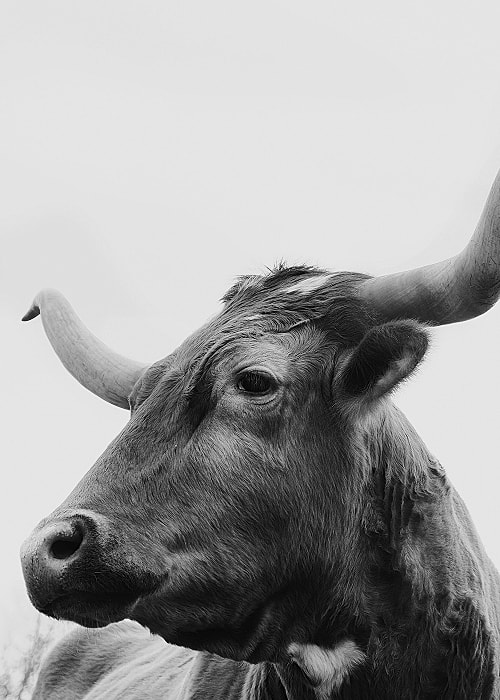 Close-up of a cow's head in black and white.